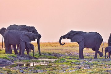 chobe 3hr sunset boat cruise