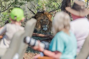 13 Day South African Explorer