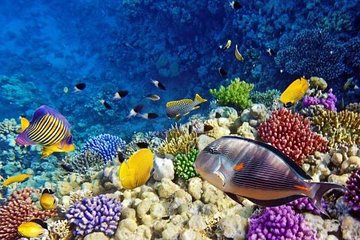 Snorkeling tour at Paradise island Hurghada 