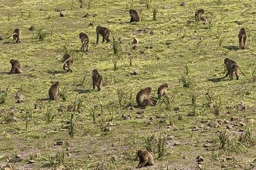 Day trek to Simien Mountains