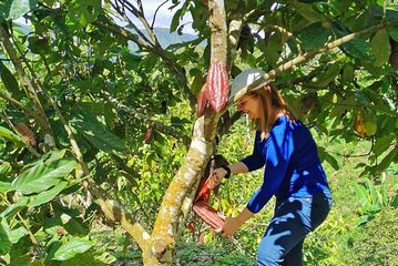 Chocolate Tour In Medellin: Harvest, Process & Create