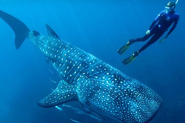 Whale Shark Adventure