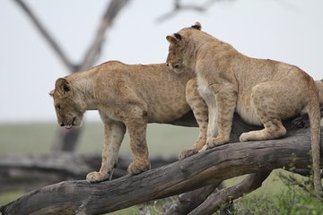 3 Days Camping Safari Tarangire, Lake Manyara and Ngorongoro Crater