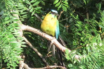 Bird watching and nocturnal walk