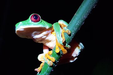 Manuel Antonio Night Tour