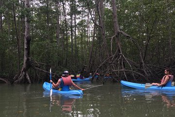 kayak in the mangrove 