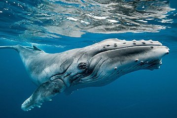 Whale Watching In Mirissa by Lux Tours Lanka