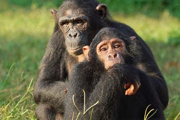 1 day Fishing and Chimpanzee Island tour