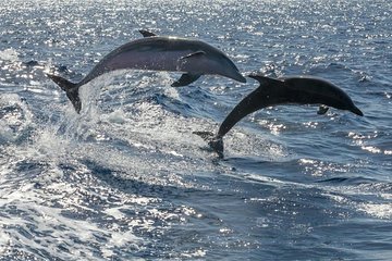 Whale Watching Catamaran to Los Gigantes & Masca (Including drinks & warm lunch)