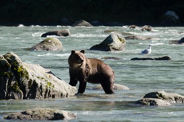 Chilkoot Wilderness and Wildlife Viewing - 6.5 hrs from Skagway