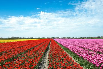 TulipFields of Holland tour