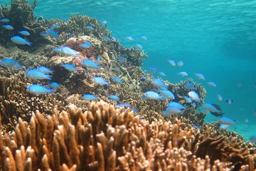 [Miyakojima Snorkel] Private tour from 2 people Enjoy from 3 years old! Enjoy Nemo, Coral and Miyako Blue