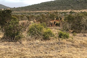 Safari Day Trip