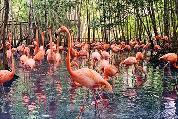 Small group tour to the Aviary from Cartagena 