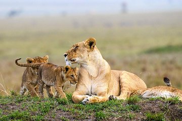 Nairobi National Park Guided Half Day Tour Game Drive- FREE WIFI