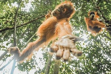 ONE DAY JUNGLE TREKKING 6-7 hours (see orang utan) + RAFTING in BUKIT LAWANG