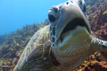 [Miyakojima, diving experience] Completely charter than 2 people Sea turtle and shark sometimes Madaratobiei! Skin diving at deeper points