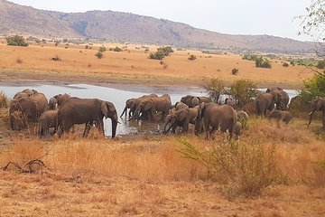 Full-day Pilanesberg national park tour