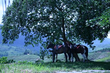 Rural Horseback Riding Tour
