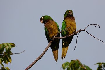  Birds of the Mayan World 3