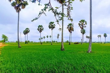 Killing Field & Paddy Rice Fields Tuk Tuk Adventure 