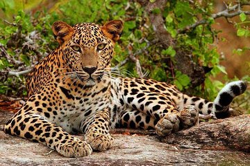 Yala National Park Safari Tour - 2 nights 3 days