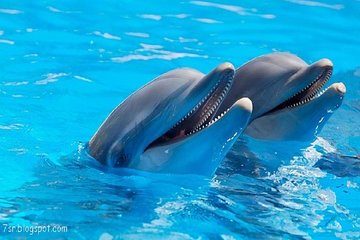 Cheap trip: a dolphin trip in Hurghada.