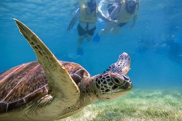 Private Turtles Express 