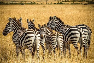 The Northern Tanzania Safari | 6 Day