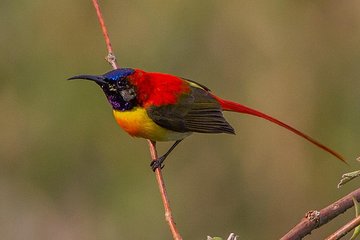 Bhutan Birding Tour