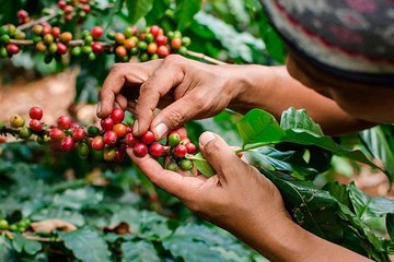 The Real Coffee Tour from Medellin