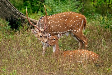 All Inclusive Yala National Park Jeep Safari Day Tour from Colombo & Negombo