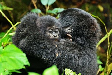Gorillas, Game and Masai Mara Safari - 14 Days