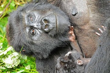 Gorilla Trekking And Masai Mara Safari – 8 Days
