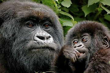 8 Days Gorilla and Wildlife Safari