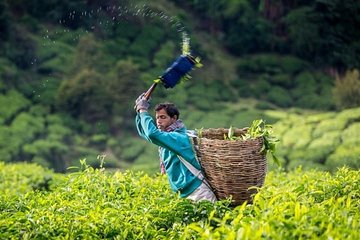 Cameron Highlands Full Day Tour From KL (PRIVATE TOUR)