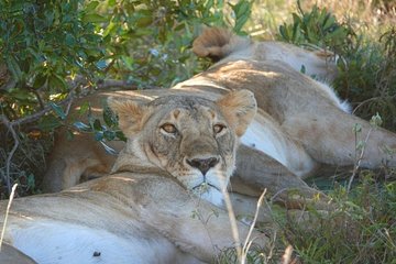 4 Days 3 night Mara, Lake Naivasha & Hells Gate