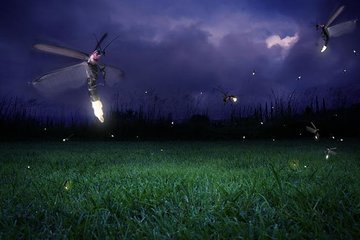 Glowing Kuala Selangor Firefly Tour