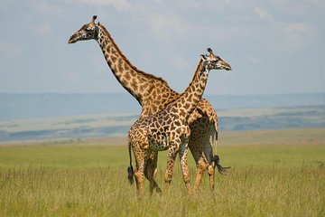 4 Days lake manyara -Ngorongoro crater- Tarangire safari