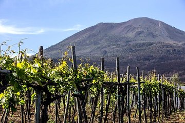 Mount Vesuvius & Wine Tasting with Lunch Private Tour from Naples