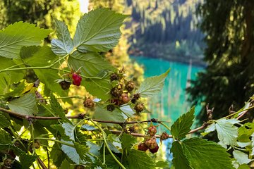 Tour to Kolsay and Kaindy Lakes 