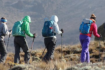 Day Trip Kilimanjaro Shira Plateau from Moshi