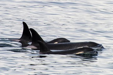 Orca Quest Cruise