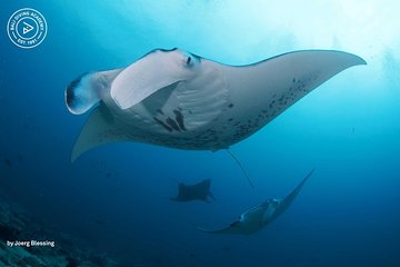 2 or 3 dives in Nusa Lembongan and Penida, for certified diver (in Lembongan)