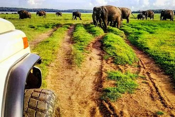 Private Minneriya National Park Safari and Fireflies Lighting Tour