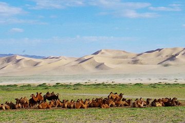 Colors of Gobi 7 days trip