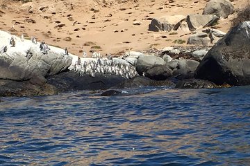 Penguins Watching-Navigation & HorseRide & Barbecue From Santiago