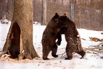 Bears Sanctuary & Dracula Castle - Tickets Included