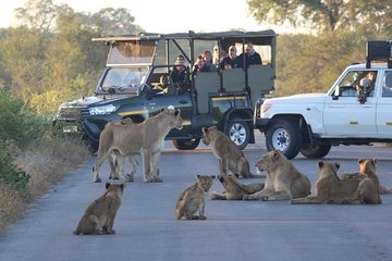 Captivating 3 Day Kruger Safari Adventure From Johannesburg