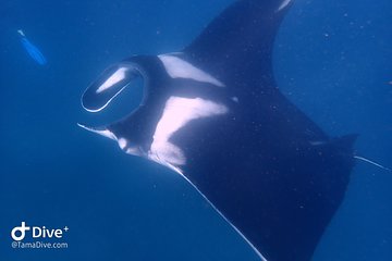 Fundive Catalina Islands (2 dives only for certified divers)